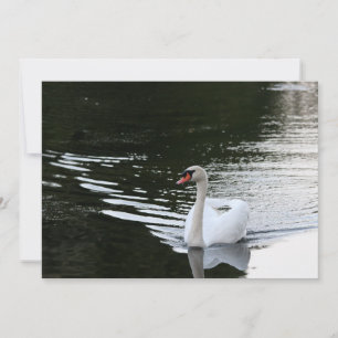 Carte De Correspondance Mute Swan