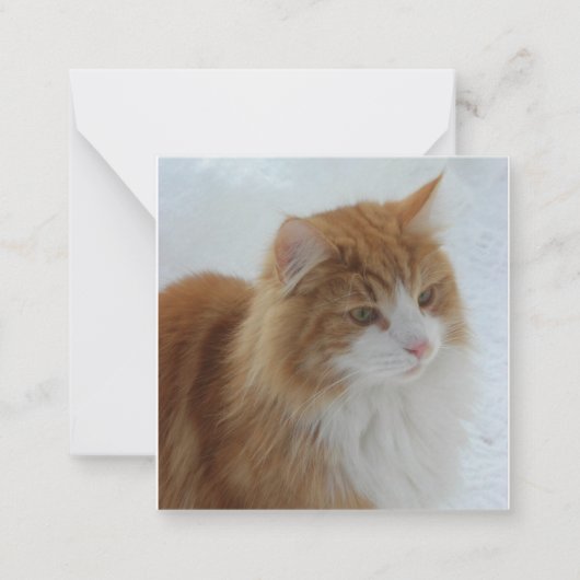 Carte De Correspondance Norwegian_Forest_Cat (Devant)