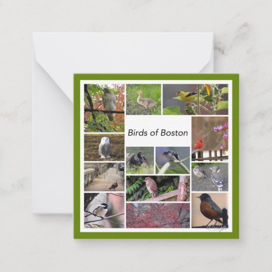 Carte De Correspondance Oiseaux de Boston Photo Collage (Devant)