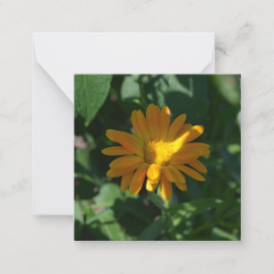 Carte De Correspondance Orange Pot Marigold Flower (Calendula officinalis)