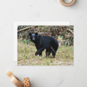 Carte De Correspondance Ours noir de Floride (Devant/Arrière en situation)