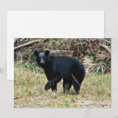 Carte De Correspondance Ours noir de Floride (Devant / Derrière)