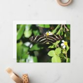 Carte De Correspondance Papillon à aile longue Zebra (Devant/Arrière en situation)