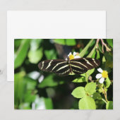 Carte De Correspondance Papillon à aile longue Zebra (Devant / Derrière)