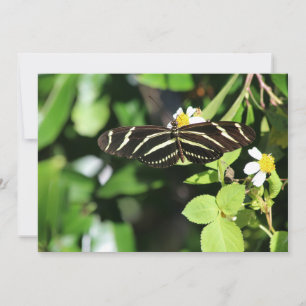 Carte De Correspondance Papillon à aile longue Zebra