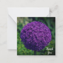 Parfait violet Allium Flower Merci personnel