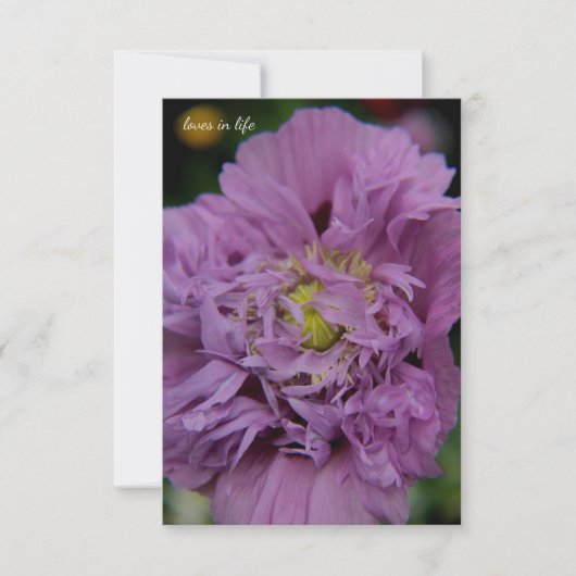 Carte De Correspondance Pavot de lavande Ruffly (Devant)