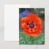 Carte De Correspondance Pavot Oriental Orange & Fleurs de Lavande (Devant / Derrière)