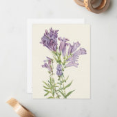 Carte De Correspondance Pentétrine violette par Mary Vaux Walcott (Devant/Arrière en situation)