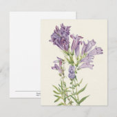 Carte De Correspondance Pentétrine violette par Mary Vaux Walcott (Devant / Derrière)