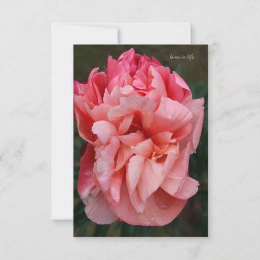 Carte De Correspondance Peony rose (Devant)
