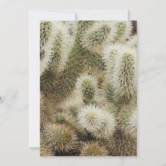 Carte De Correspondance Photo Cholla Cactus (Dos)