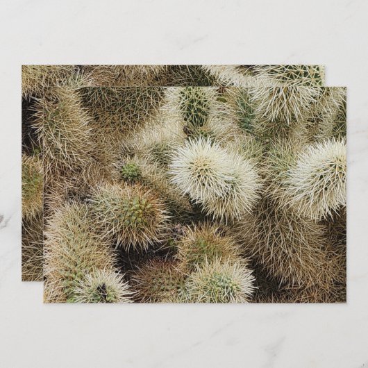 Carte De Correspondance Photo Cholla Cactus (Devant / Derrière)