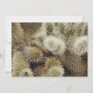 Carte De Correspondance Photo Cholla Cactus