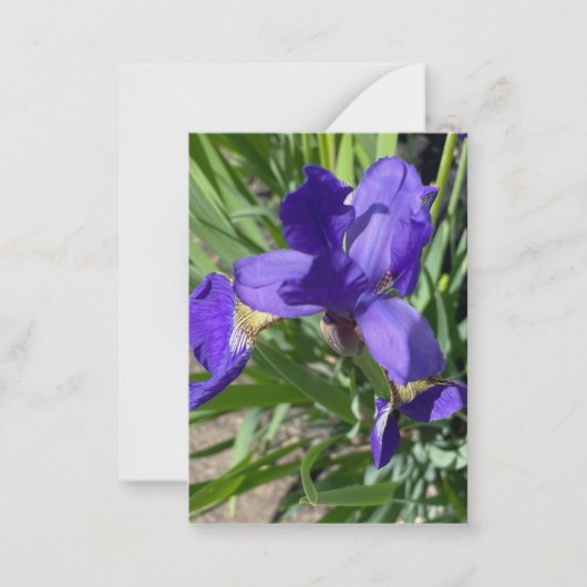 Carte De Correspondance Photographie de fleur d'iris pourpre  (Devant)