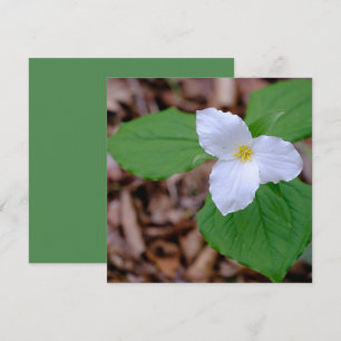 Carte De Correspondance Photographie de Trillium de printemps non retouché