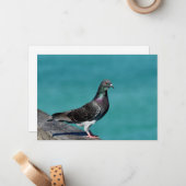 Carte De Correspondance Pigeon (Devant/Arrière en situation)