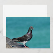 Carte De Correspondance Pigeon (Devant / Derrière)