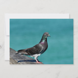 Carte De Correspondance Pigeon