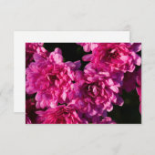 Carte De Correspondance Pink Fall Mums (Devant / Derrière)