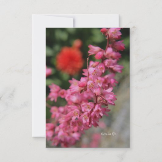 Carte De Correspondance Pink Heuchera (Devant)