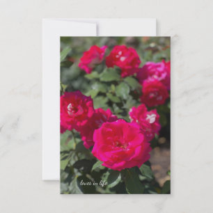 Carte De Correspondance Pinkish, Roses rouges