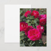 Carte De Correspondance Pinkish, Roses rouges (Devant / Derrière)