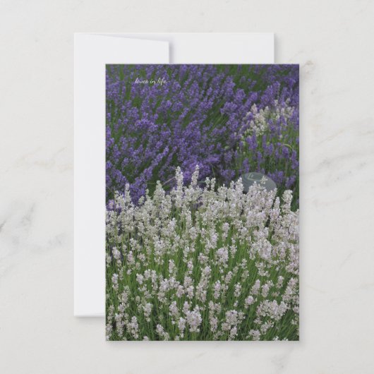 Carte De Correspondance Plantes de lavande violet et blanc (Devant)