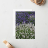 Carte De Correspondance Plantes de lavande violet et blanc (Devant/Arrière en situation)