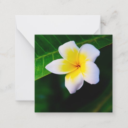 Carte De Correspondance Plumerias (Devant)