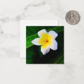 Carte De Correspondance Plumerias (Devant/Arrière en situation)