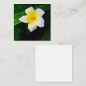 Carte De Correspondance Plumerias (Devant / Derrière)