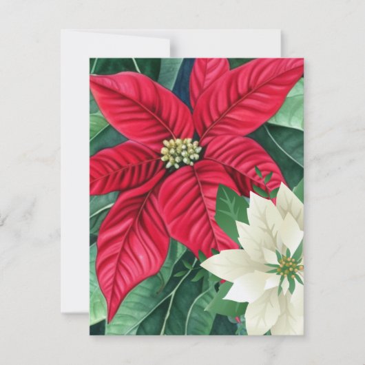 Carte De Correspondance Poinsettia (Devant)