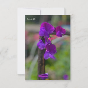 Carte De Correspondance Pois doux pourpre