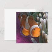 Carte De Correspondance Poisson clown occidental (Devant / Derrière)