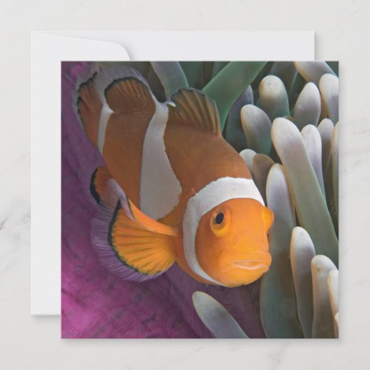 Carte De Correspondance Poisson clown occidental (Devant)
