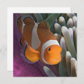 Carte De Correspondance Poisson d'anémone clown occidental (Devant / Derrière)