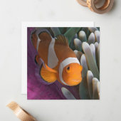 Carte De Correspondance Poisson d'anémone clown occidental (Devant/Arrière en situation)