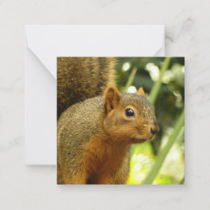 Carte De Correspondance Portrait d'un écureuil Photographie d'animal de na