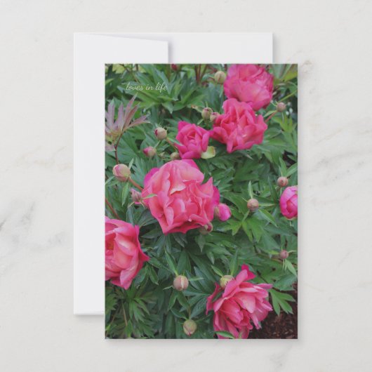 Carte De Correspondance Pretty Pink Peony Bush (Devant)
