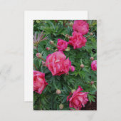 Carte De Correspondance Pretty Pink Peony Bush (Devant / Derrière)