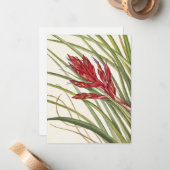 Carte De Correspondance Quill-Leaf Tillandsia par Mary Vaux Walcott (Devant/Arrière en situation)