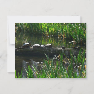 Carte De Correspondance Rangée de tortues photo verte de la nature
