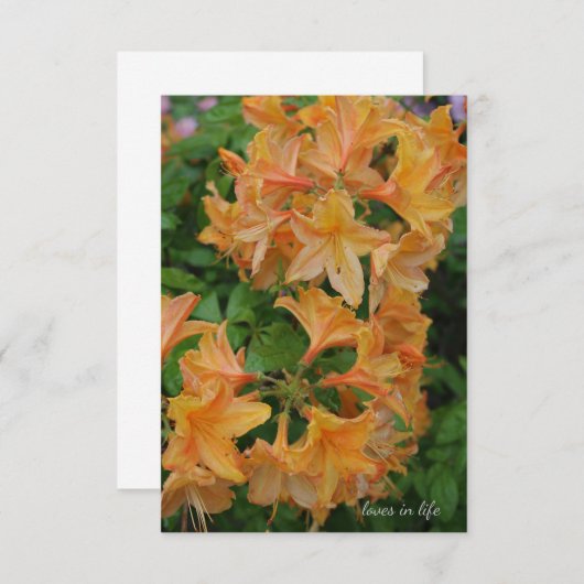 Carte De Correspondance Rhododendron jaune (Devant / Derrière)