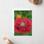 Carte De Correspondance Roffy Rouge (Devant/Arrière en situation)