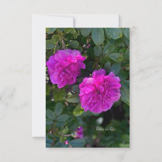 Carte De Correspondance Rosa Rugosa rose (Devant)