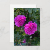 Carte De Correspondance Rosa Rugosa rose (Devant / Derrière)
