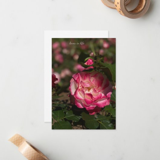 Carte De Correspondance Rose et Rose blanche (Devant/Arrière en situation)