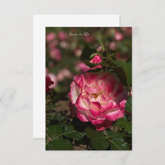 Carte De Correspondance Rose et Rose blanche (Devant / Derrière)