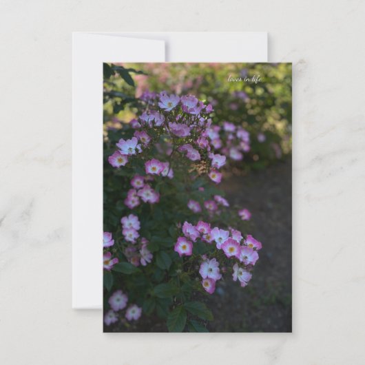 Carte De Correspondance Rose rose et blanc Bush (Devant)